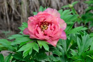 The Paeonia 'Gauguin' Peony Rose in full bloom is surrounded by green leaves with a blurred brown background, evoking the vibrant tones reminiscent of a Gauguin masterpiece.