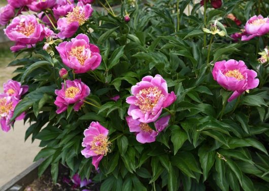 A serene garden setting featuring the Paeonia 'Morning Lilac' Peony Rose in an 8" pot, with its lush green foliage and vibrant pink peonies in full bloom.