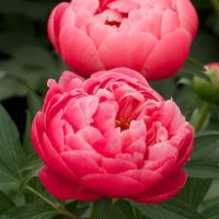 Two pink peony blooms surrounded by green leaves with one smaller bud in the background, offering a serene solution to garden design problems.