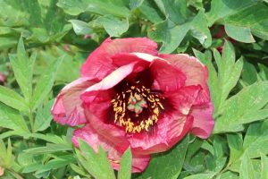 Close-up of a Paeonia 'Canary Brilliants' Peony Rose in full bloom, showcasing its red and pink hues, surrounded by lush green leaves.