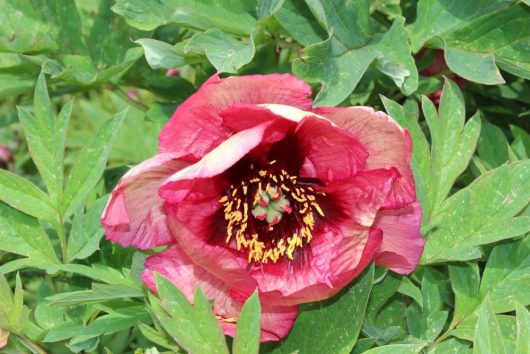 Close-up of a Paeonia 'Canary Brilliants' Peony Rose in full bloom, showcasing its red and pink hues, surrounded by lush green leaves.