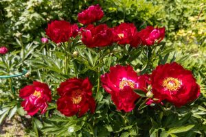 A cluster of vibrant Paeonia 'Harvest' Peony Roses in full bloom, surrounded by lush green foliage, creates a picturesque garden setting.