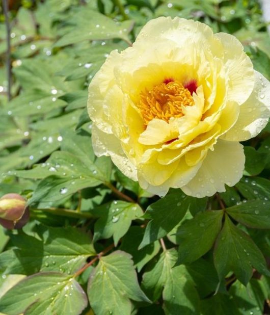 A detailed view of a yellow Paeonia 'Bartzella' Peony Rose, housed in an 8" pot, with water droplets adorning its petals and the surrounding leaves.