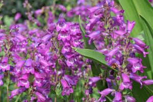 Close-up of the vibrant purple Penstemon 'Firebird' flowers with bell-shaped petals and lush green foliage in a 4" pot.