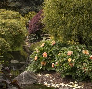 A garden with various trees and shrubs around a pond. Pink flowers, including the new peony rose on the market, and fallen petals are visible on the ground near the water.