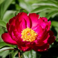 Close-up of a vibrant 'Morning Lilac' peony rose with prominent yellow stamens, surrounded by green leaves, capturing the essence of peony morning.