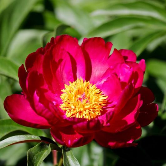 Close-up of a vibrant 'Morning Lilac' peony rose with prominent yellow stamens, surrounded by green leaves, capturing the essence of peony morning.