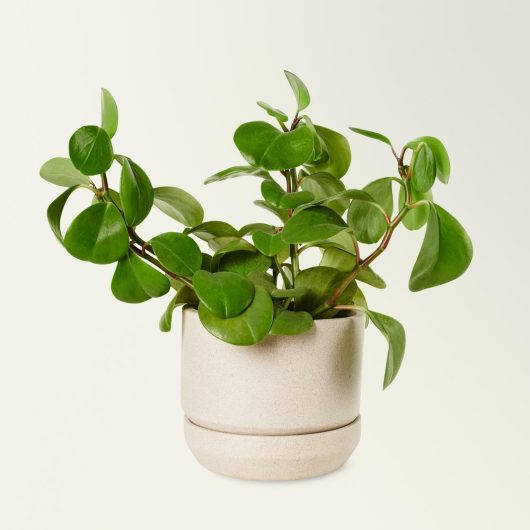 A small green houseplant with round leaves in a beige ceramic pot against a plain white background.