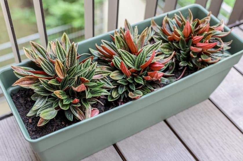 A rectangular planter box on a wooden deck contains three colorful Peperomia plants with green, red, and yellow leaves, perfect for adding charm alongside your Pittosporum 'Perfect Pillar' in a 16" pot.