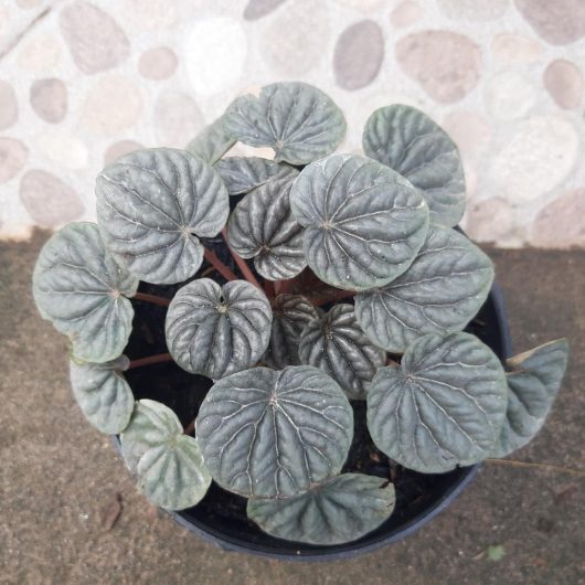 A small potted plant with green, rounded leaves featuring prominent veins, set against a pebble-patterned background.