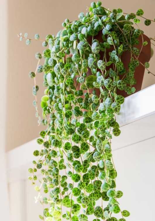 A potted string of turtles plant with green, turtle-shell-patterned leaves draping elegantly over a white ledge indoors, sharing its space with a beautifully structured Pittosporum 'Perfect Pillar' 16" Pot.