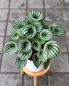 A potted watermelon peperomia plant with green and white striped leaves sits on a small wooden stool on a tiled surface.