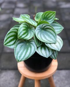 A potted peperomia plant with variegated green and silver leaves sits on a small wooden stool.