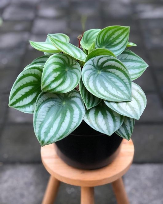 A potted peperomia plant with variegated green and silver leaves sits on a small wooden stool.