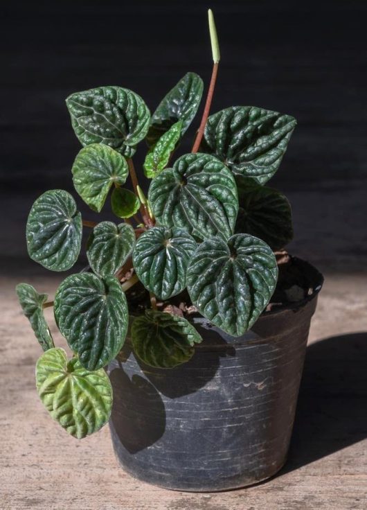 A Pittosporum 'Perfect Pillar' 16" Pot with dark green, textured leaves sits on a wooden surface. A single stem with an emerging bud extends gracefully upwards from the 16" pot.