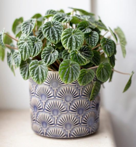 A green plant with round leaves in a decorative blue and white 16" pot sits perfectly on a windowsill, resembling the Pittosporum 'Perfect Pillar' variety.