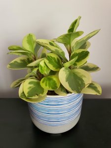 A green and yellow variegated Peperomia plant in a white pot with blue stripes, reminiscent of the Pittosporum 'Perfect Pillar' 16" Pot, placed on a dark surface.