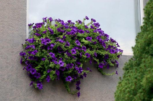 A window box filled with vibrant purple flowers is mounted on a stucco wall next to a window.