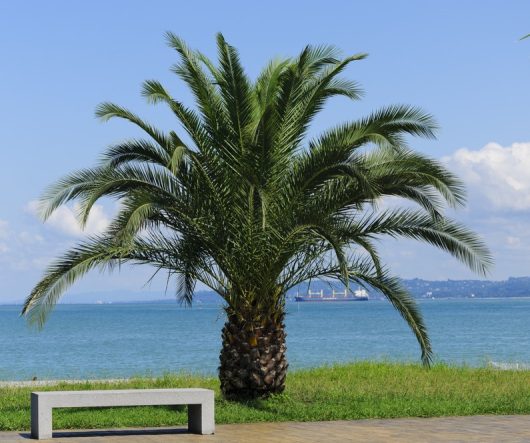 A palm tree stands beside a gray bench with a view of the ocean and distant mountains under a clear sky.