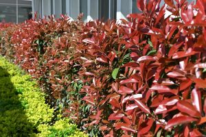 A row of Photinia 'Super Red' 8" Pot shrubs with vibrant red leaves next to green foliage, lining a building with large windows, adds a striking touch of color to the landscape.