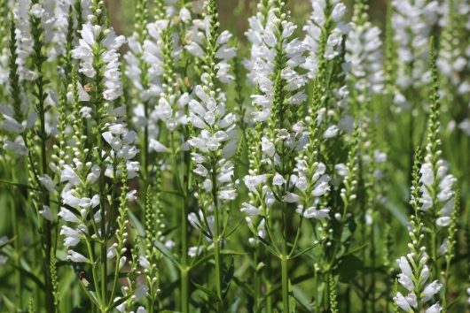 A cluster of white wildflowers with elongated petals and green stems, known as Physostegia 'White' Obedient Plant 4" Pot, growing in close proximity.