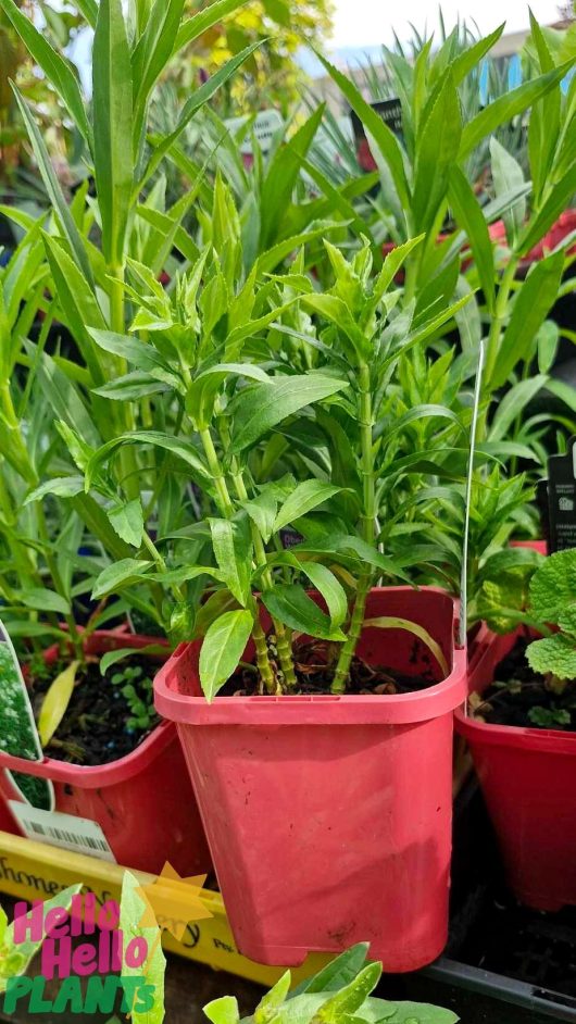 Physostegia 'White' Obedient Plants with green leaves in 4" red pots are displayed on a shelf.