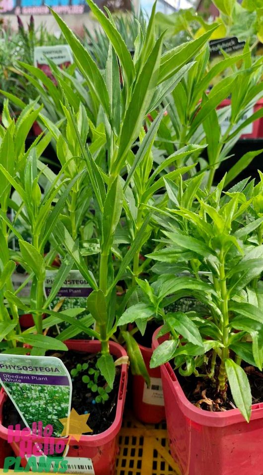 Physostegia 'White' Obedient Plant in 4" pots with long, narrow leaves are showcased on a yellow surface, highlighting their graceful elegance. Each pot features a visible tag.