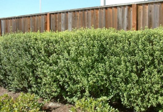 A well-trimmed green hedge borders a area with a wooden fence behind it. The ground is covered with soil and some smaller plants in the foreground.