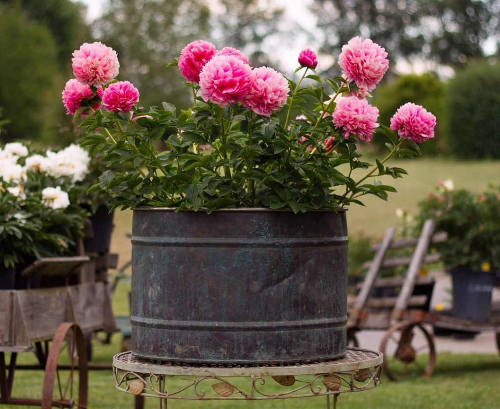 A large metal planter is filled with blooming pink peonies. In the background, more flowers and garden equipment adorn the grassy lawn, showcasing a solution to common garden design problems.