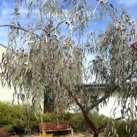 A weeping eucalypt tree stands by a bench in a meticulously crafted garden area with a building in the background. The "Hello Hello PLANTS" sign is at the bottom left of the image, showcasing thoughtful garden design.