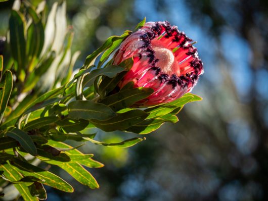 Close-up of a blooming Protea 'Possum Magic' 6" Pot, featuring pink and black petals nestled among green leaves, with sunlight filtering through in the background.