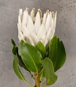 A Protea 'Donna' in a 6" pot featuring a single white flower with green leaves, set against a gray textured background.