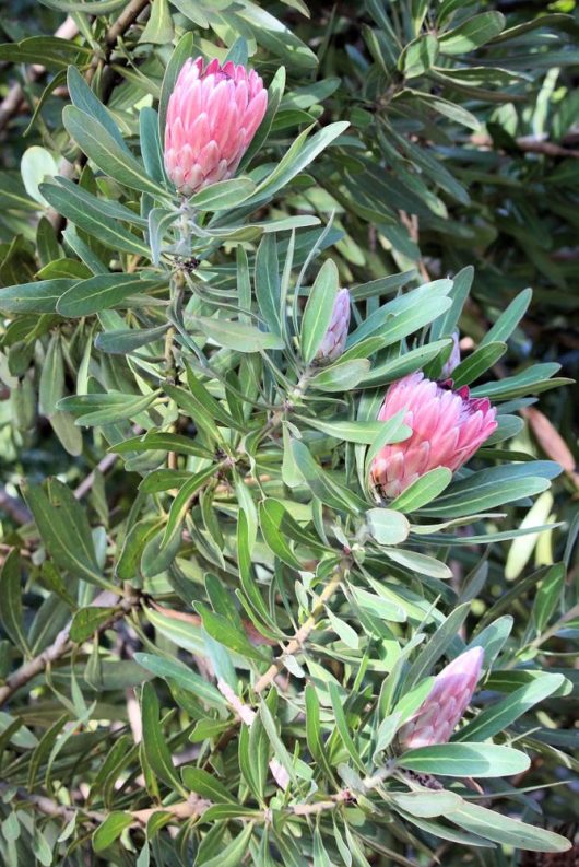 A cluster of pink protea flowers with elongated green leaves on a bushy plant.