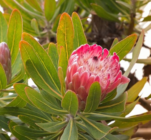 A close-up of the Protea 'Frosted Fire' in a 6" pot showcases its vibrant pink petals surrounded by lush green leaves. The partially open petals reveal intricate details within.