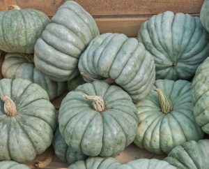 A stack of Pumpkin 'Japanese' 4" pots with greenish-gray ribbed surfaces and stems are arranged in a wooden crate.