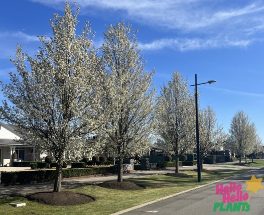 A row of blooming Pyrus 'Cleveland' Ornamental Pear 6ft (Bare Rooted) trees lines a suburban street under a clear blue sky, with a logo for "Hello Hello Plants" in the lower right corner.