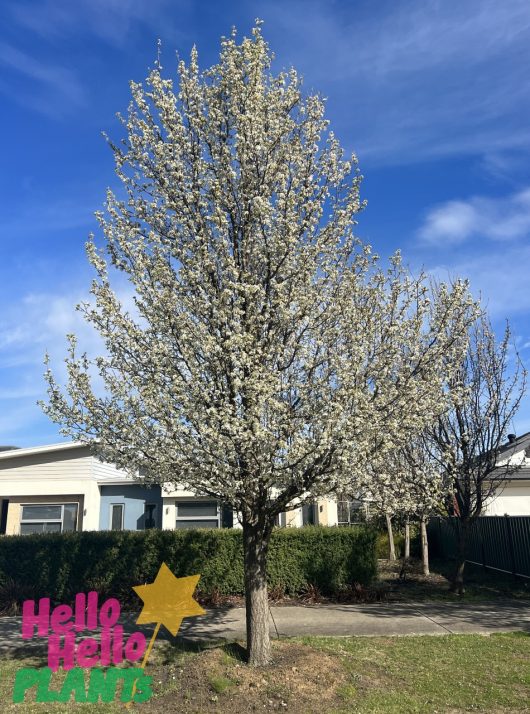 A Pyrus 'Cleveland' Ornamental Pear 6ft (Bare Rooted) with white blossoms stands in front of a row of residential houses under a clear blue sky. The "Hello Hello Plants" text and logo are overlaid in the bottom left corner.