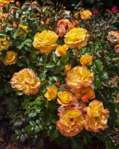 A cluster of 'Bright Smiles' Rose bushes in full bloom among green leaves and dewdrops in a garden.