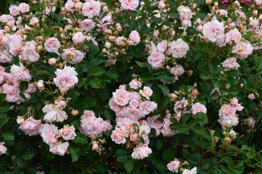 A dense cluster of Rose 'Angela Taylor' 3ft Standard Roses in full bloom with pale pink petals and lush green foliage.