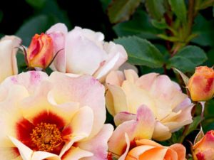 A close-up of the Rose 'Moonlight' Climber, showcasing peach, pink, and orange roses with lush green leaves in the background.