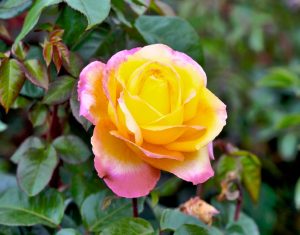 A yellow Rose 'Bright Spirit' Bush Form with pink-tinged edges in full bloom, surrounded by green leaves.