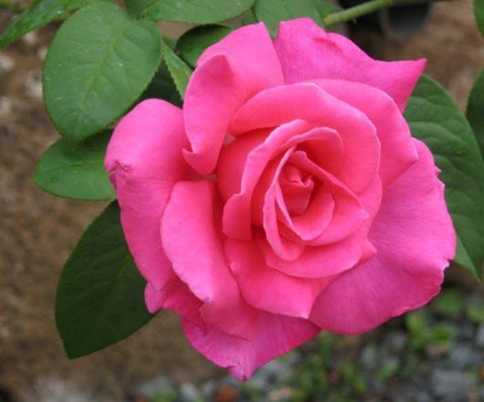 A close-up of a blooming pink Rose 'Angela Taylor' 3ft Standard Rose with green leaves in the background.