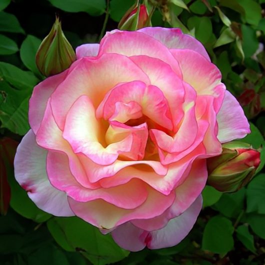 Close-up image of a Rose 'Angela Taylor' Bush Form in full bloom, its pink and yellow petals glowing, surrounded by lush green leaves and delicate rosebuds.