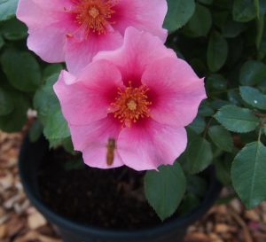 Two pink flowers with yellow centers in a potted plant, surrounded by lush green leaves, evoke the elegance of a Rose 'See You® in Pink' Bush Form. A small insect is seen on the lower flower.