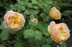 Close-up of three Rose 'Claire' (David Austin) bush form light peach-colored roses with lush green leaves in a garden setting.