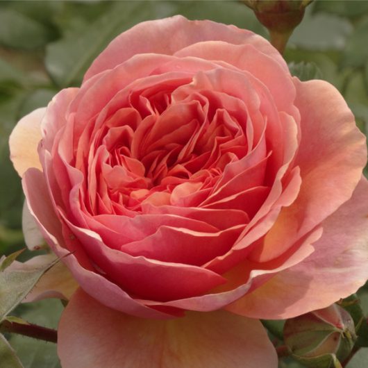 Close-up of a fully bloomed Rose 'Joy Of Health™' with layered pink petals, capturing the vibrant hues of health. The background reveals blurred green leaves from its lush bush form.