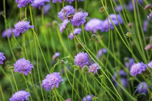 Close-up of a bee on a purple flower in a field of blooming purple flowers with green stems and leaves in the background.