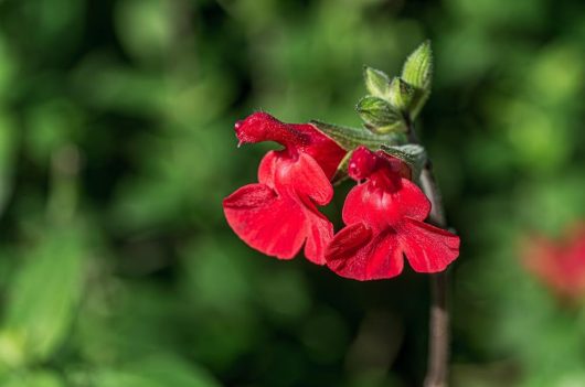 Close-up of two red flowers on a stem with a blurred green background, resembling the vibrant hues of Salvia 'Mulberry Jam' Sage.