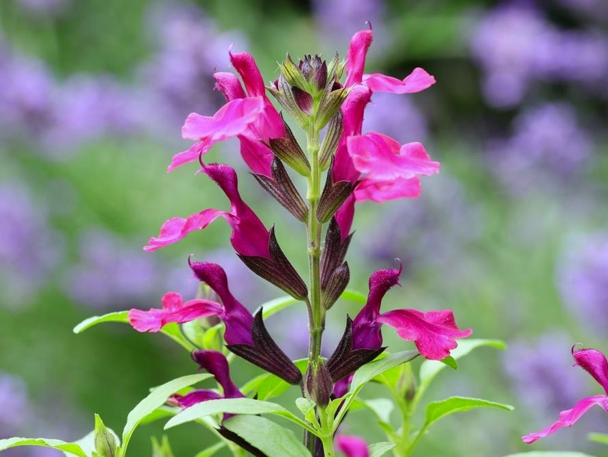 Close-up of a vibrant Salvia 'Mulberry Jam' flower with bright pink petals and green leaves, set against a blurred background of purple and mulberry jam tones.