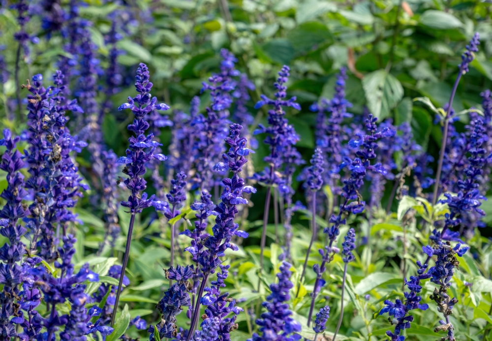 Purple flowers bloom in a lush green garden, complemented by the serene hue of the Salvia 'Marine Blue' Sage 4" Pot and the aromatic presence it brings.